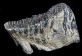 Rare Fossil Palaeoloxodon Molar #35932-3